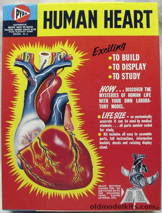 Pyro 1/1 Human Heart Life-Size Anatomical Model, S372-300 plastic model kit